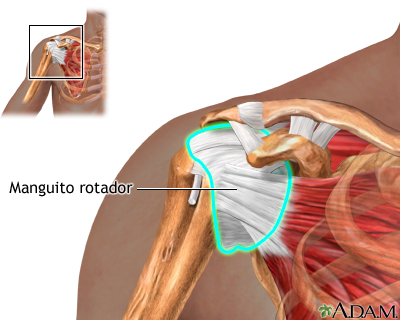 Anatom A Del Hombro Manguito Rotador Fisioteca